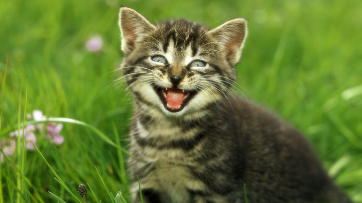 Katze